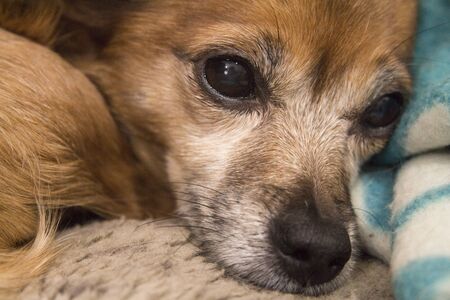 Small shorthaired dog without defined breed. No peopleの写真素材