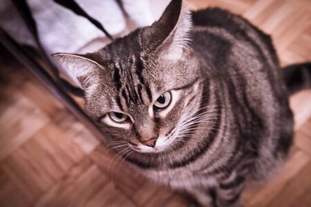 Cat looking up in brown tones. Domestic cat. No peopleの写真素材