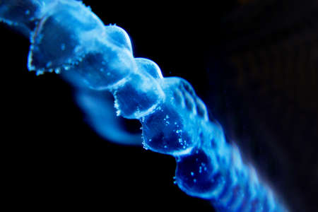 Invisible dental orthodontic submerged in water for cleaningの写真素材