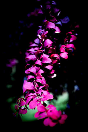 Red leaves of small bush in the field. No peopleの写真素材