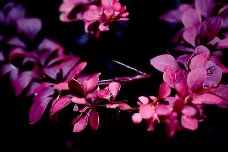 Red leaves of small bush in the field. No peopleの写真素材
