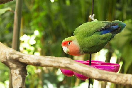 Lovebirds. Small parrot with a red head and a green body. No people