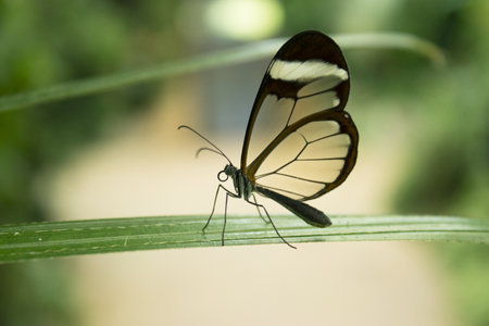 Greta Oto butterfly taking pollen. No peopleの写真素材