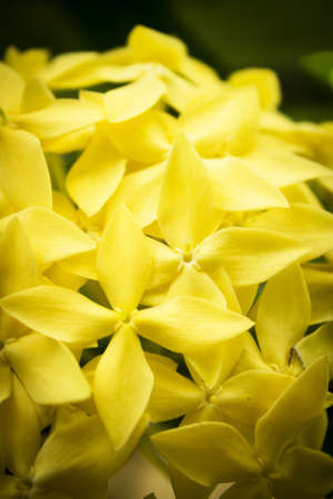Yellow flower with cross shaped flowers. No peopleの写真素材