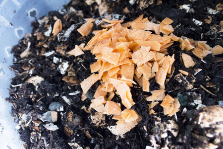 Organic homemade compost. Ecological fertilizer for plants. No peopleの写真素材