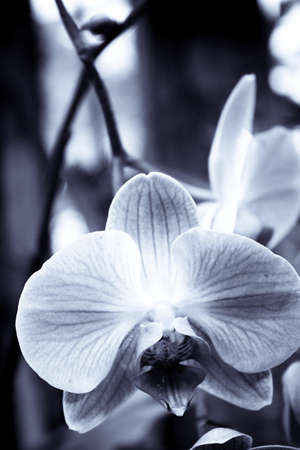 White and pale pink orchid. No people. Copy spaceの写真素材