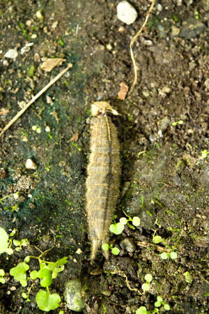 Butterfly larva on wet ground. No people