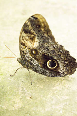 Blue morpho butterfly with closed wings. No people