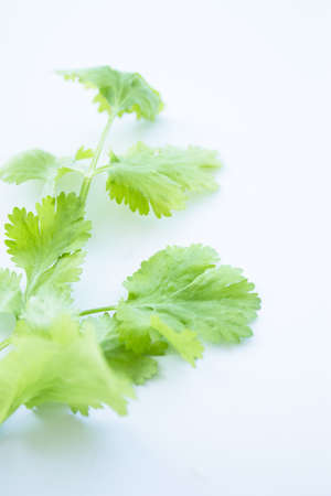 Fresh coriander on white kitchen table. Copy spaceの写真素材