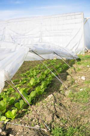 Organic lettuce garden without pesticides. No peopleの写真素材