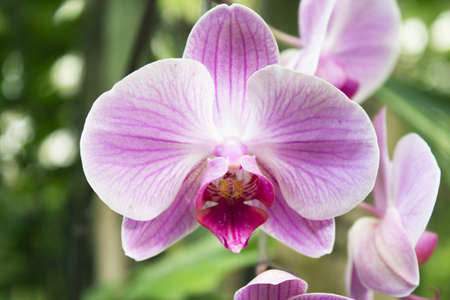 White and pale pink orchid. No people. Copy spaceの写真素材