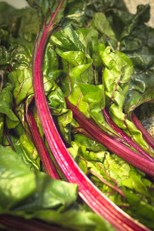 Fresh red chard without cooking. Healthy food for vegetarians and vegansの写真素材