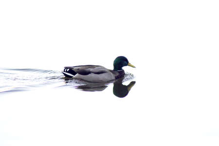 Duck silhouette swimming in a lake. Sunsetの写真素材