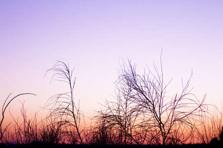 Sunset landscape with tree branches in silhouettes. Feeling of peace and tranquilityの写真素材