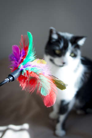 Black and white cat playing with colored cat duster. No peopleの写真素材
