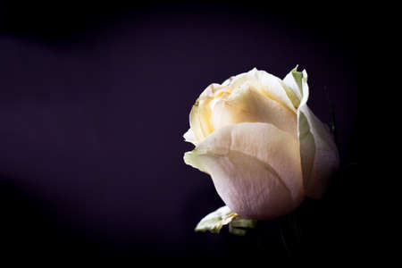 Yellow rose bud on dark background. Sad sceneの写真素材