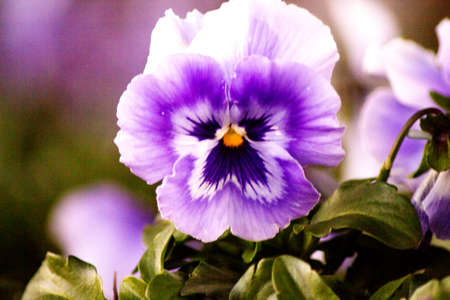 Purple pansy flower planted in the field. No peopleの写真素材