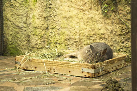 Tammar Wallaby Kangaroo sleeping in wooden box with herbs. No peopleの写真素材