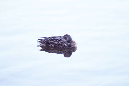 Duck silhouette swimming in a lake. Sunsetの写真素材