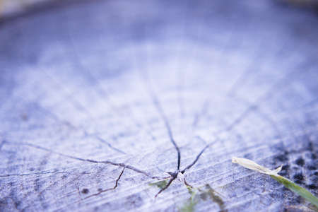 Rings from the trunk of a cut tree. Copy spaceの写真素材