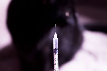 Syringe with insulin and black cat background. No peopleの写真素材