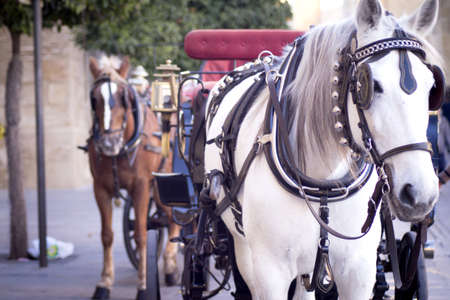 White horse used to pull a tourist cart. No peopleの写真素材