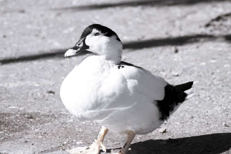 Duck living in an artificial city pond. No peopleの写真素材