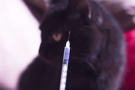 Syringe with insulin and black cat background. No peopleの写真素材