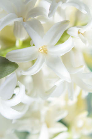 White hyacinth in full spring bloom. No peopleの写真素材