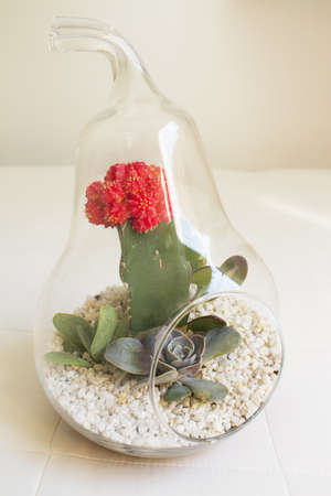 Succulent plant terrarium inside a glass pear. No peopleの写真素材