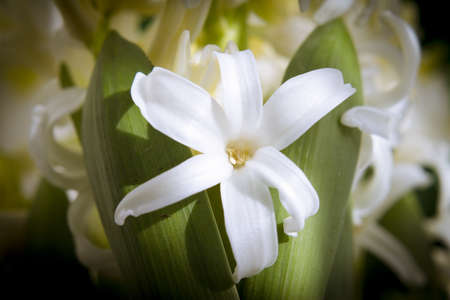 White hyacinth in full spring bloom. No peopleの写真素材