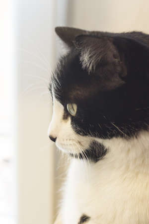 Immunodeficient black and white cat portrait. Relaxing