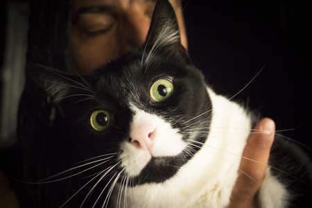 Portrait of black and white cat with pink nose. Very calm situationの写真素材