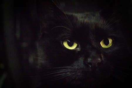 Portrait of black cat with greenish eyes. not peopleの写真素材