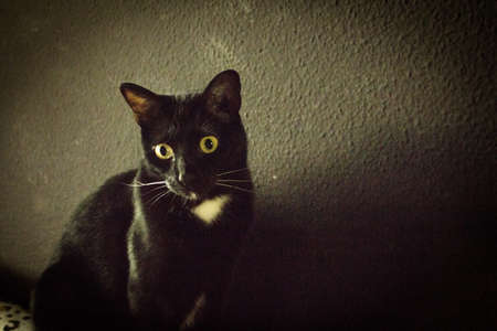 Portrait of black and white cat with pink nose. Very calm situationの写真素材