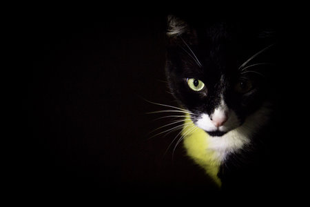 Portrait of black and white cat with pink nose. Very calm situationの写真素材
