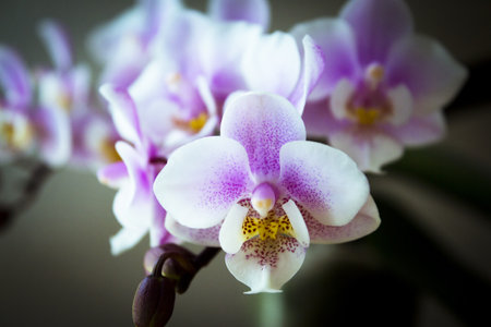 White and purple toy orchid flowers. no peopleの写真素材