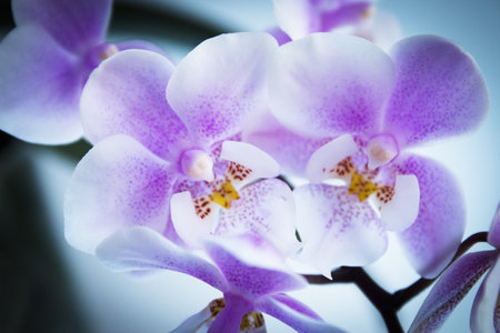White and purple toy orchid flowers. no peopleの写真素材