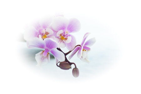 White and purple toy orchid flowers. no peopleの写真素材