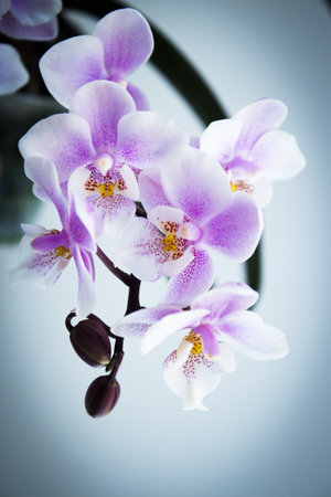 White and purple toy orchid flowers. no peopleの写真素材