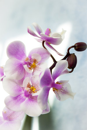 White and purple toy orchid flowers. no peopleの写真素材