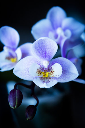 White and purple toy orchid flowers. no peopleの写真素材
