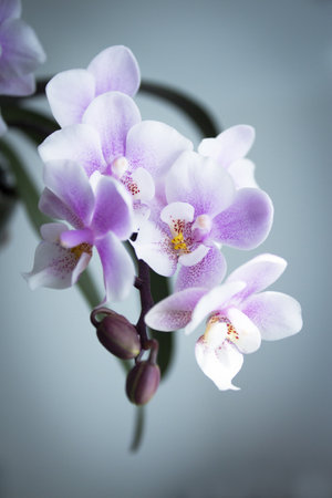 White and purple toy orchid flowers. no peopleの写真素材