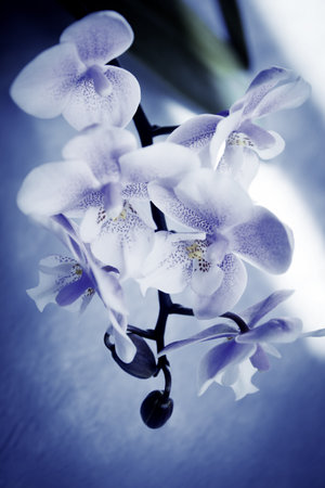 White and purple toy orchid flowers. no peopleの写真素材