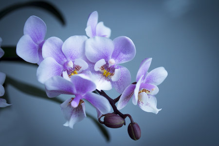 White and purple toy orchid flowers. no peopleの写真素材