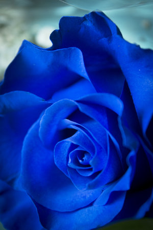 Natural blue rose on grayish background. no peopleの写真素材