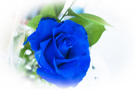 Natural blue rose on grayish background. no peopleの写真素材