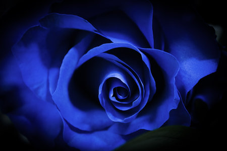 Natural blue rose on grayish background. no peopleの写真素材