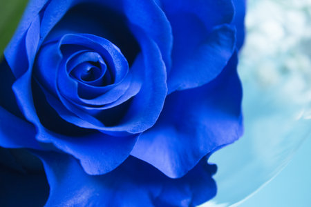Natural blue rose on grayish background. no peopleの写真素材