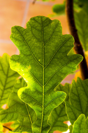 Fig leaf on beige background. no peopleの写真素材